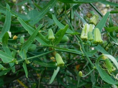 Passiflora misera