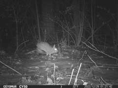 Sylvilagus floridanus