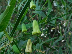 Passiflora misera
