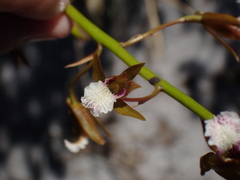 Eulophia tristis