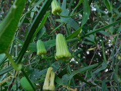 Passiflora misera