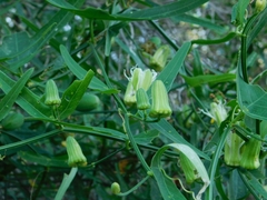 Passiflora misera