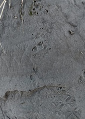 Urocyon cinereoargenteus