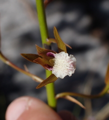 Eulophia tristis