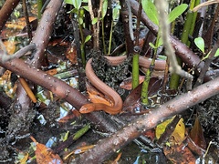 Nerodia clarkii compressicauda