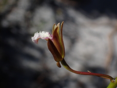 Eulophia tristis