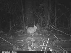 Sylvilagus floridanus