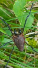 Leiobunum calcar