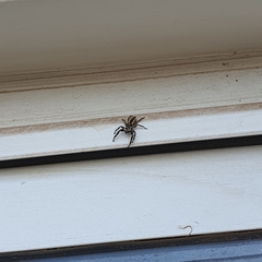 Menemerus bivittatus