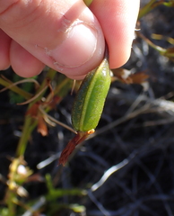 Eulophia tristis