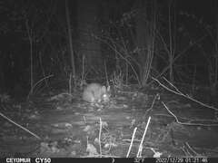 Sylvilagus floridanus