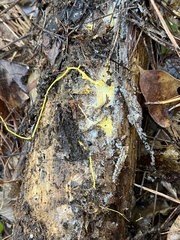 Piloderma