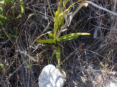 Eulophia tristis