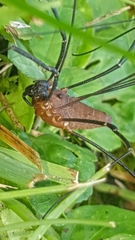 Leiobunum calcar