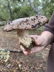 Lactarius argillaceifolius