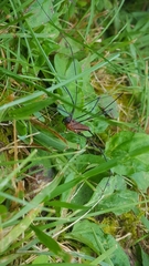 Leiobunum calcar