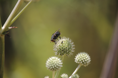 Chiloepalpus callipygus