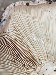 Lactarius argillaceifolius