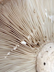 Lactarius argillaceifolius