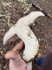 Lactarius argillaceifolius