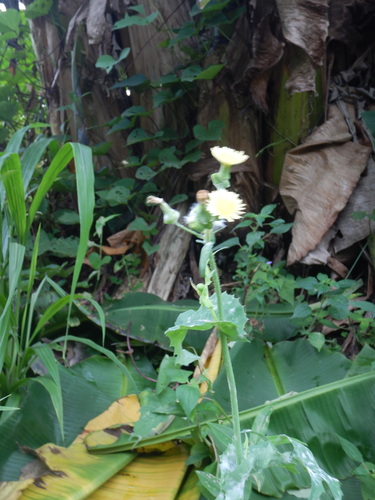 Sonchus oleraceus image