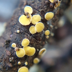 Calycina claroflava