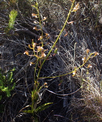 Eulophia tristis