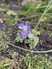 Aquilegia coerulea