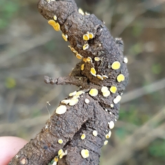 Calycina claroflava