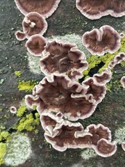 Fungi