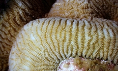 Leptoria phrygia