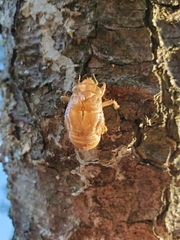 Cicadoidea