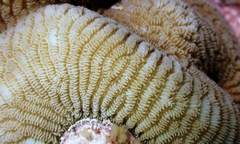 Leptoria phrygia