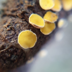 Calycina claroflava
