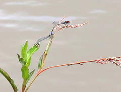 Pseudagrion massaicum