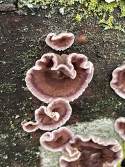 Fungi