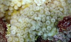 Echinopora pacificus