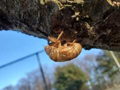 Cicadoidea