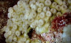 Echinopora pacificus