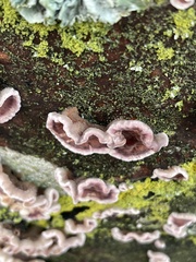 Fungi