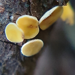 Calycina claroflava