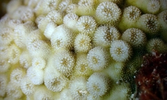 Echinopora pacificus