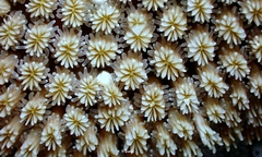 Galaxea fascicularis