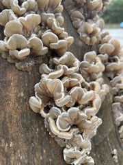 Auricularia mesenterica