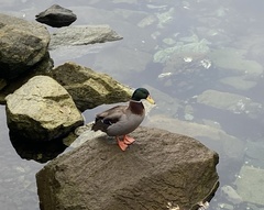 Anas platyrhynchos