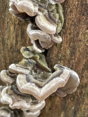 Auricularia mesenterica