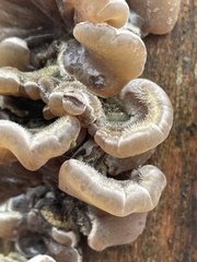 Auricularia mesenterica
