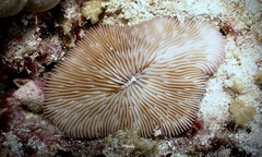 Lobactis scutaria
