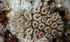 Galaxea fascicularis