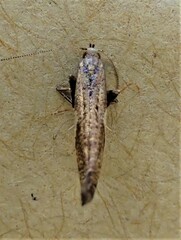 Caloptilia chalcodelta